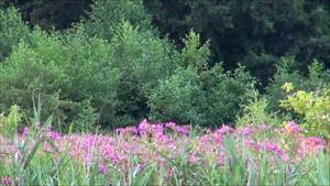 Horseweed, Storkow (Mark), 2015, song of an invasive species