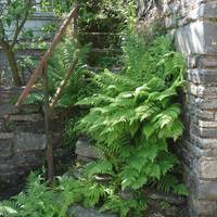 Fern Staircase