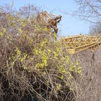 Forsythia Crane