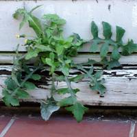 Plant door