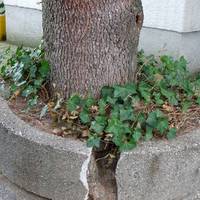 Blasting tree spontaneous nature